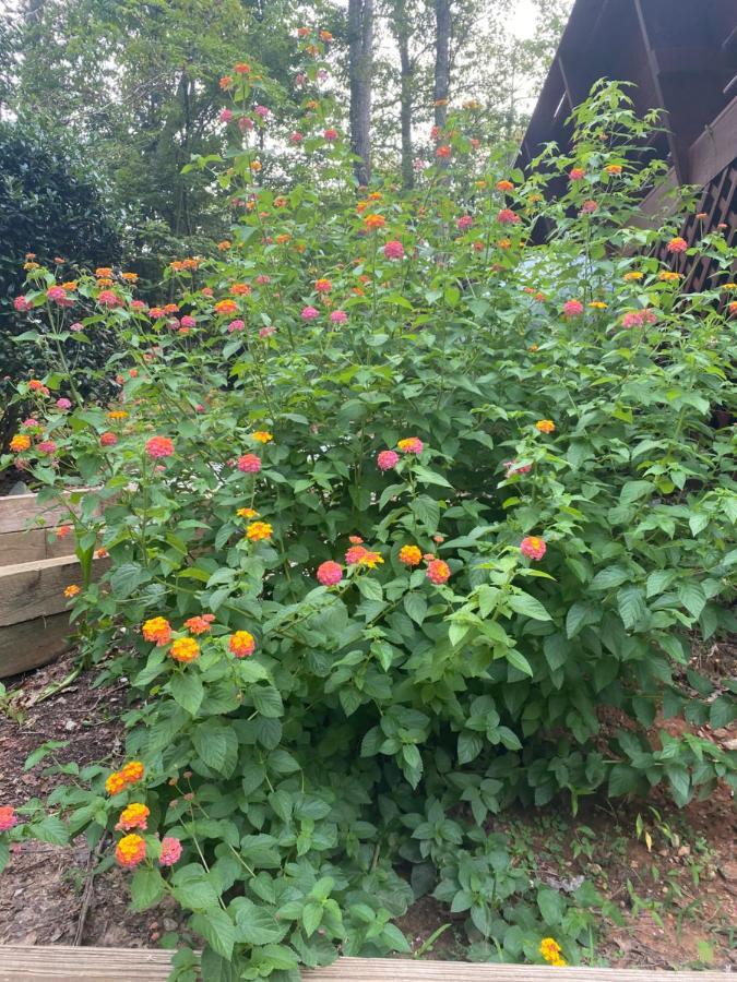 Eagle Mountain River Retreat Ellijay Bagian luar foto
